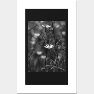 Tiny white flower in black and white Posters and Art